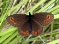 Voorjaarserebia  Erebia medusa